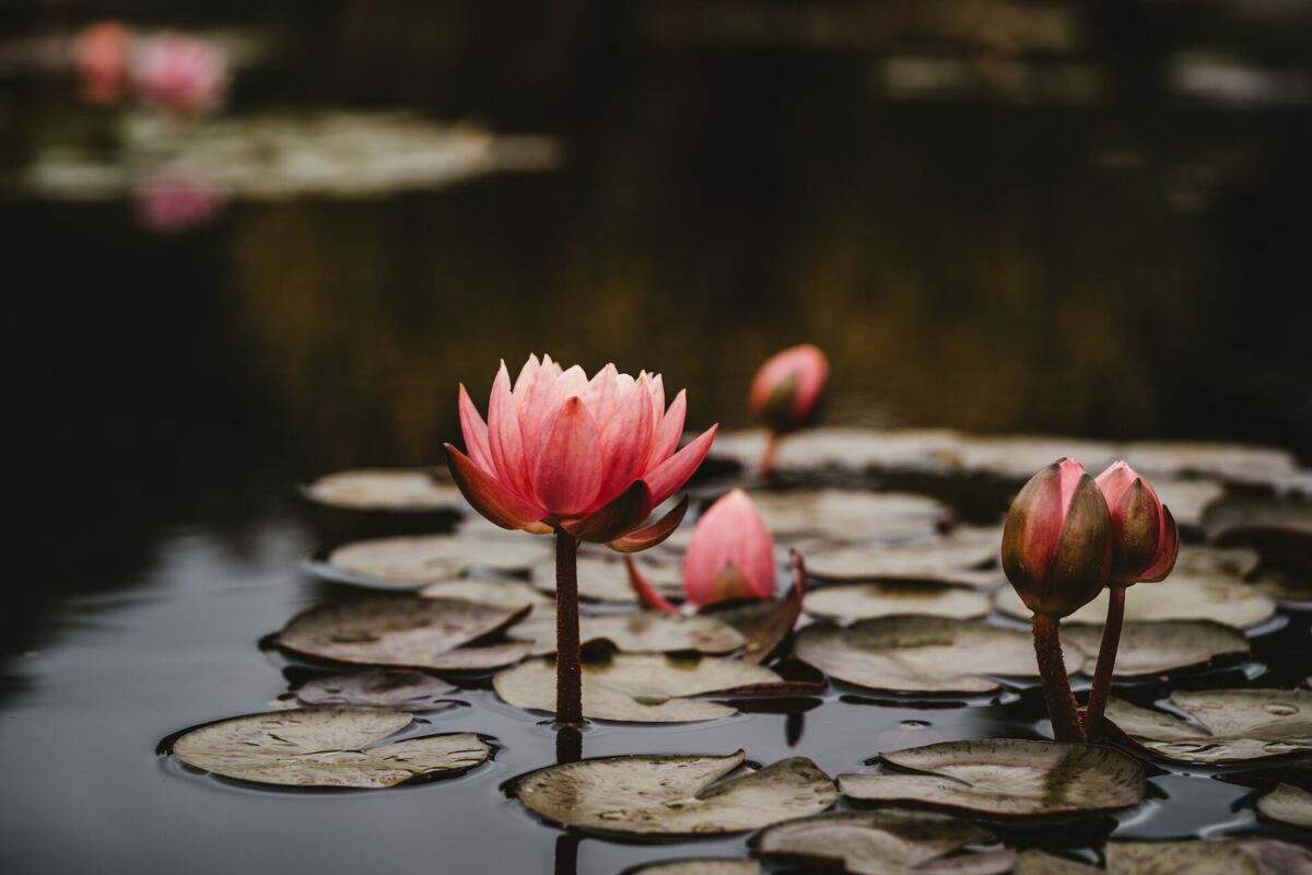 roze lelies in een meer